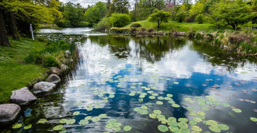 Příroda v krajině a sídlech
