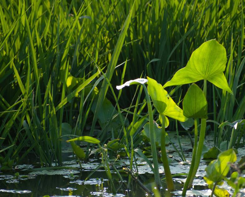 PODPOŘTE PŘÍRODU V KRAJINĚ A SÍDLECH