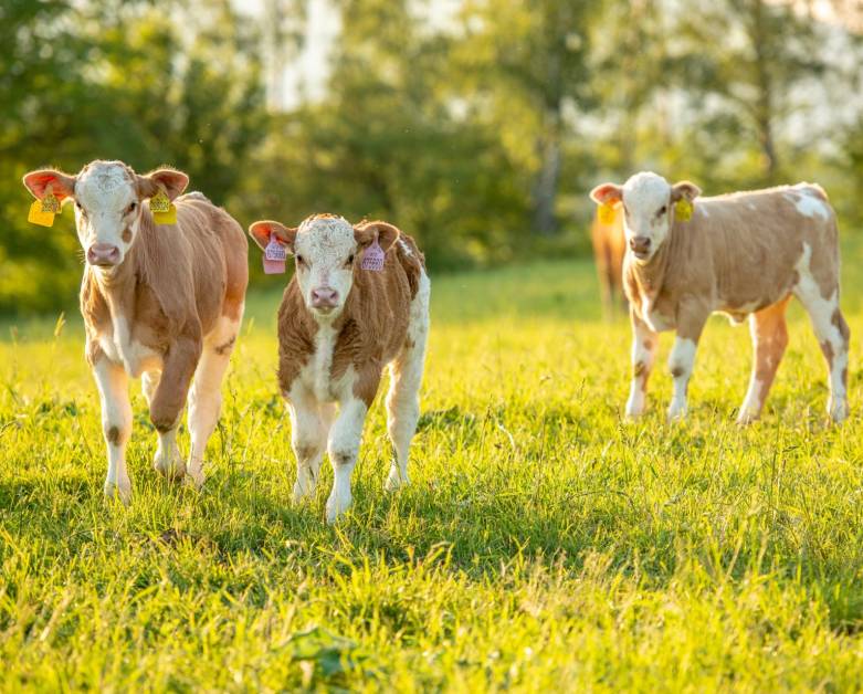 VYHLÁŠENO 8. KOLO PROJEKTOVÝCH INTERVENCÍ ZE SZP 2023-2027