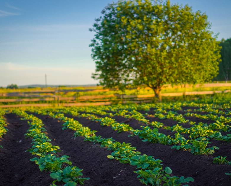 ZEMĚDĚLCI MOHOU ŽÁDAT O DOTACI