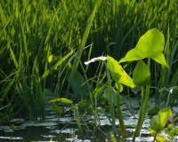 PODPOŘTE PŘ&Iacute;RODU V KRAJINĚ A S&Iacute;DLECH