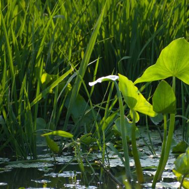 PODPOŘTE PŘÍRODU V KRAJINĚ A SÍDLECH